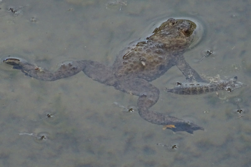 Bombina variegata - (Ululone ventre giallo)